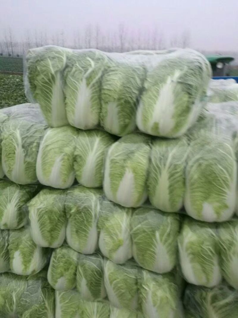 傲雪爱春白菜颜色绿！3~5斤每颗黄心白菜！质量杠杠滴！