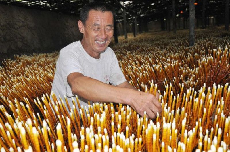 菌棒灵芝菌棒灵芝菌包