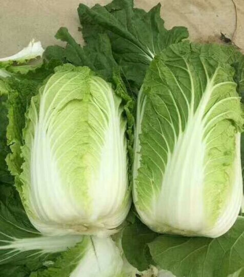 傲雪爱春白菜颜色绿！3~5斤每颗黄心白菜！质量杠杠滴！
