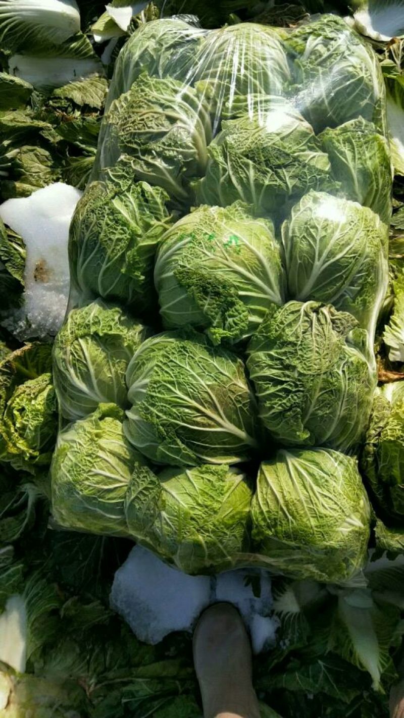 傲雪爱春白菜颜色绿！3~5斤每颗黄心白菜！质量杠杠滴！