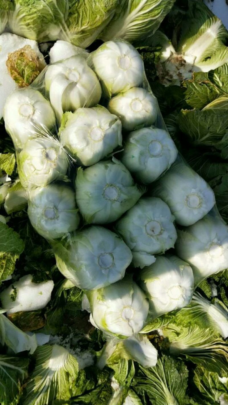 傲雪爱春白菜颜色绿！3~5斤每颗黄心白菜！质量杠杠滴！