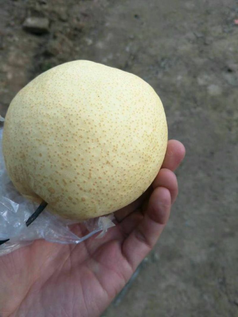 酥梨筐装200~250g