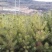 黑皮油松1.5~2米4~6cm6~8cm