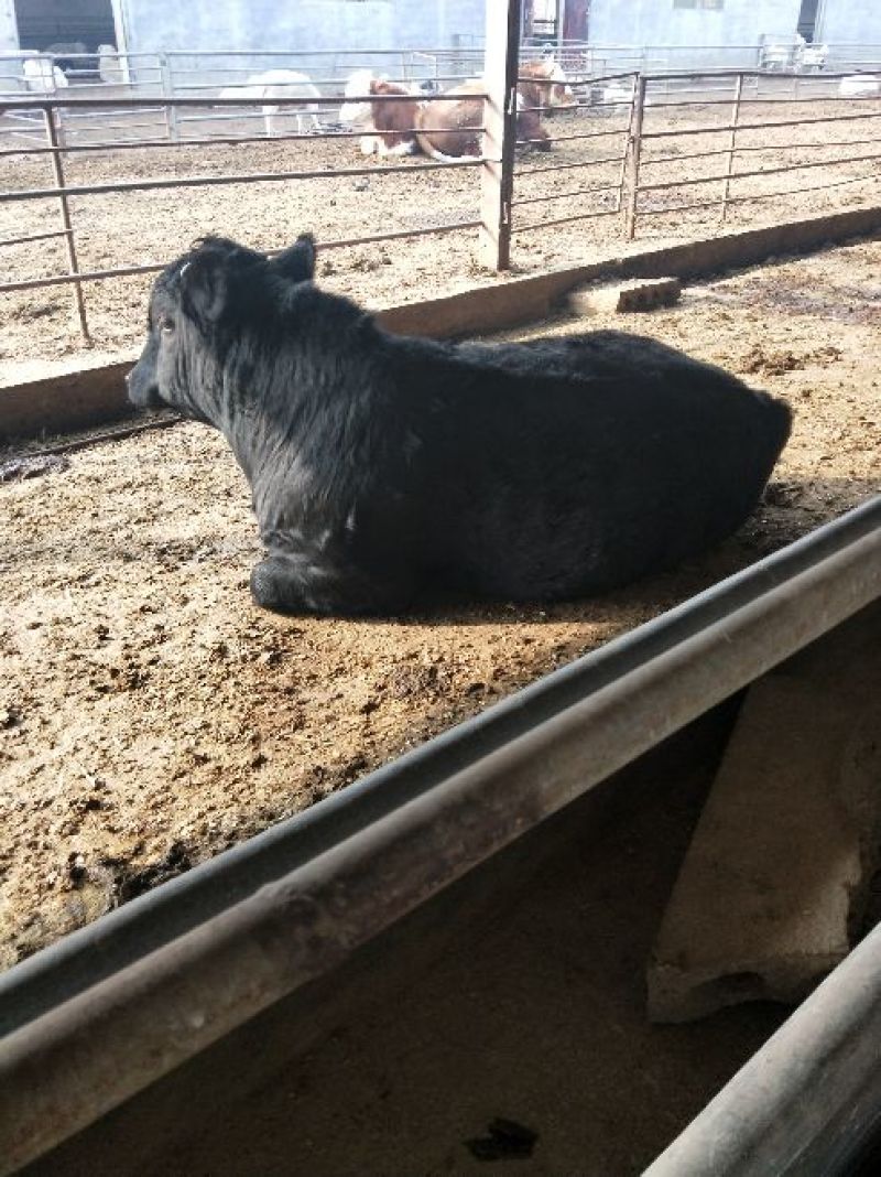安格斯牛犊100~200kg