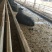安格斯牛犊100~200kg
