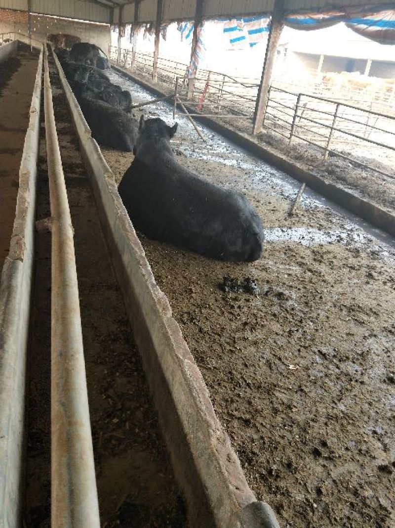 安格斯牛犊100~200kg