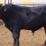 安格斯牛犊100~200kg