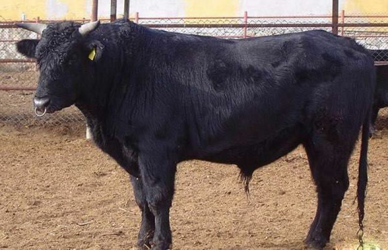 安格斯牛犊100~200kg
