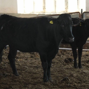 安格斯牛犊100~200kg