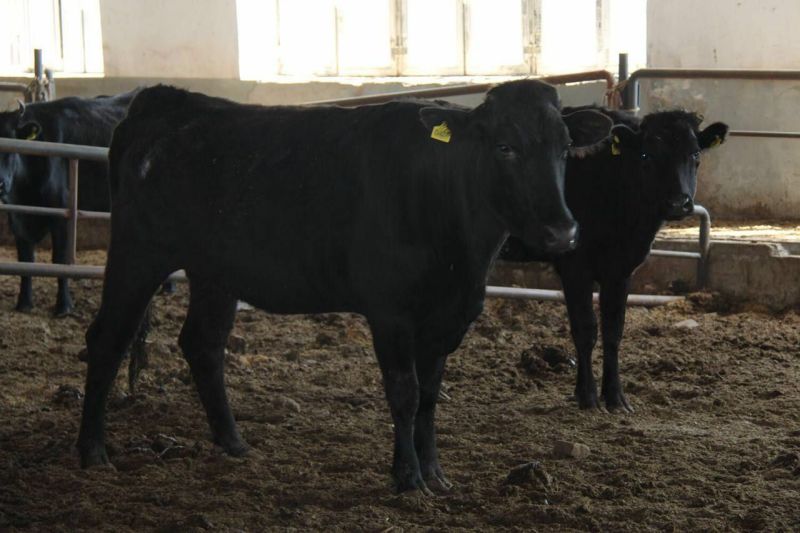 安格斯牛犊100~200kg