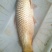 豫选黄河鲤鱼食用2~3公斤