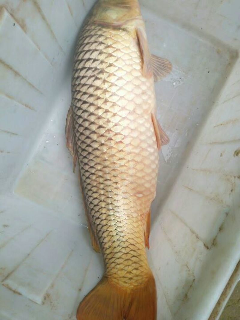 豫选黄河鲤鱼食用2~3公斤