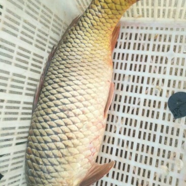 豫选黄河鲤鱼食用2~3公斤