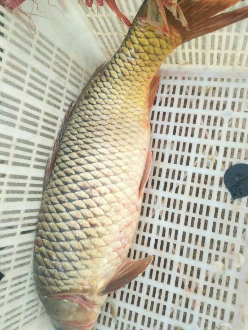 豫选黄河鲤鱼食用2~3公斤
