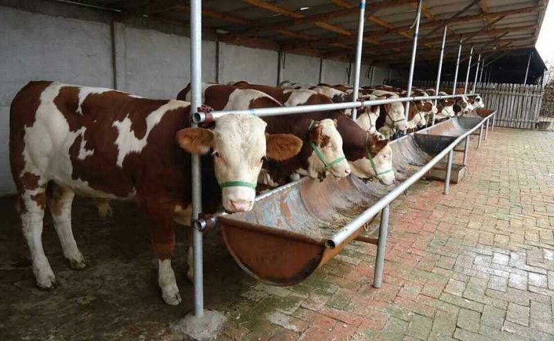 西门塔尔牛犊100~200kg