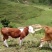 西门塔尔牛犊100~200kg