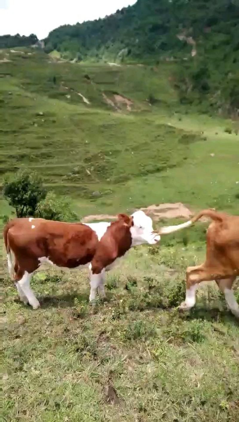 西门塔尔牛犊100~200kg