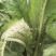 苦苣菜30厘米以上