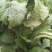 苦苣菜30厘米以上