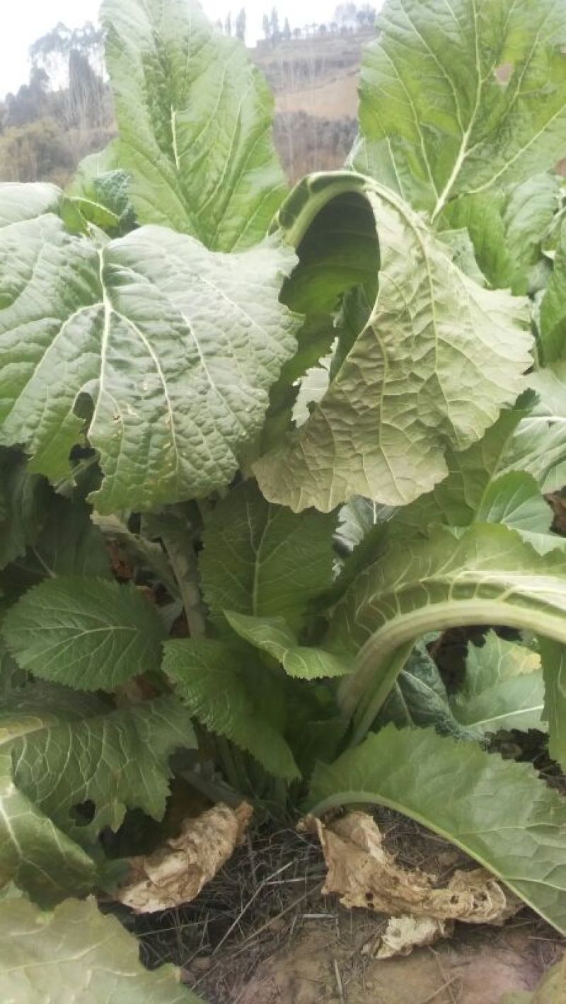 苦苣菜30厘米以上