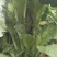 苦苣菜30厘米以上