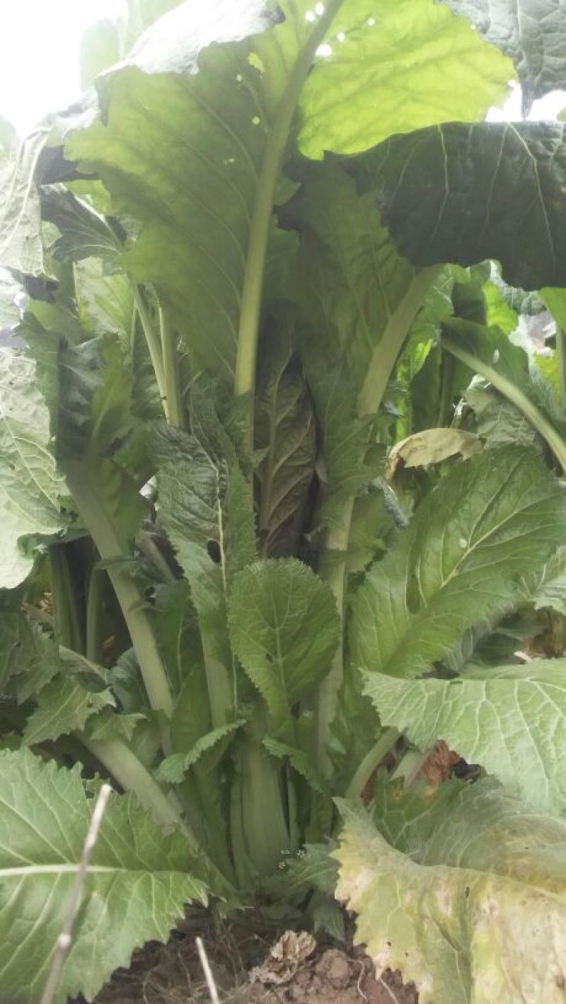 苦苣菜30厘米以上