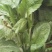 苦苣菜30厘米以上