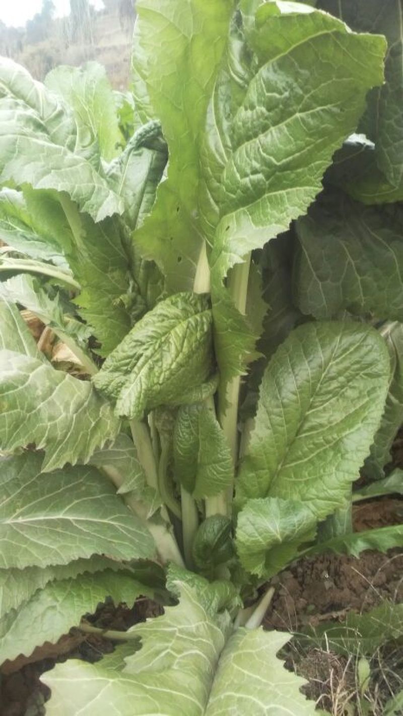 苦苣菜30厘米以上