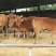 鲁西黄牛犊100~200kg