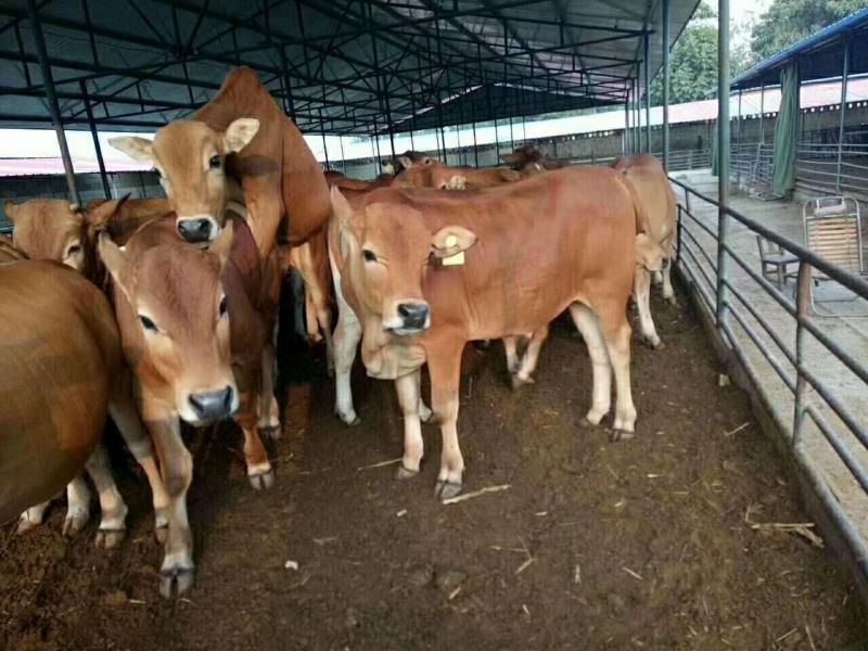 鲁西黄牛犊100~200kg