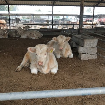 夏洛莱牛犊100~200kg