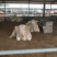 夏洛莱牛犊100~200kg
