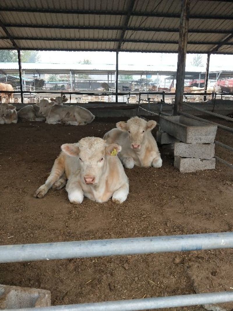 夏洛莱牛犊100~200kg