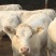 夏洛莱牛犊100~200kg