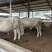 夏洛莱牛犊100~200kg