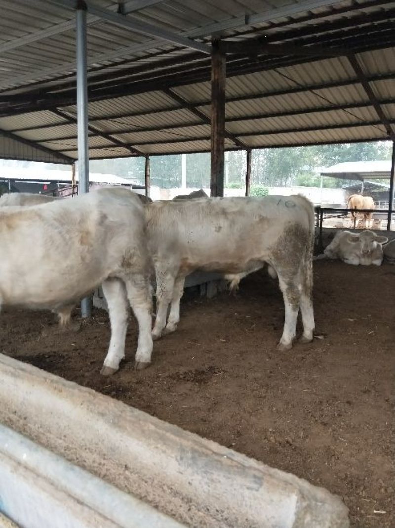 夏洛莱牛犊100~200kg
