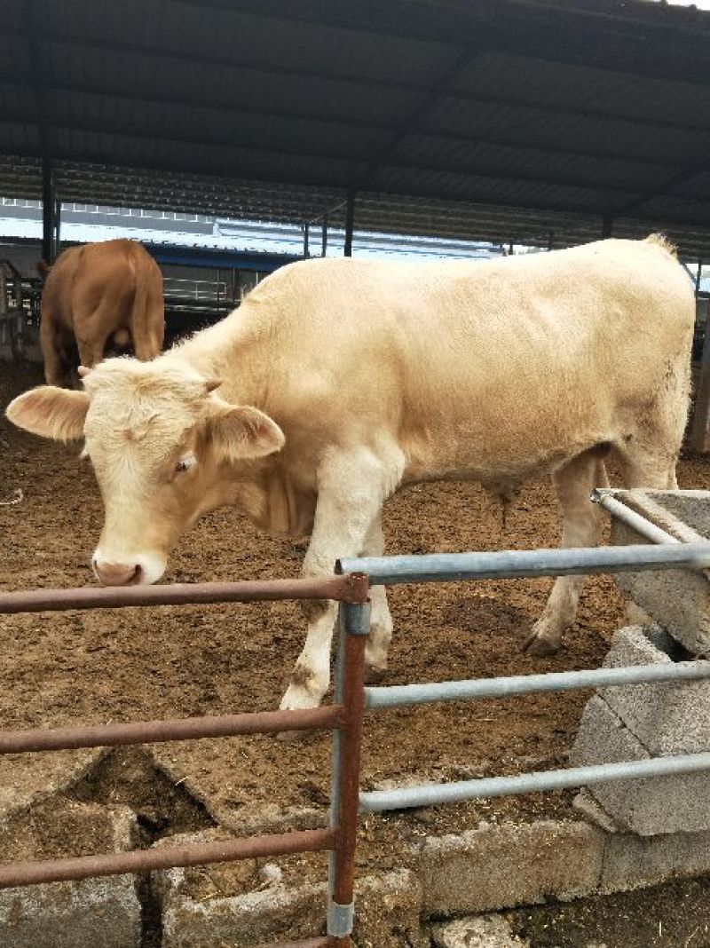 夏洛莱牛犊100~200kg