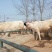 夏洛莱牛犊100~200kg
