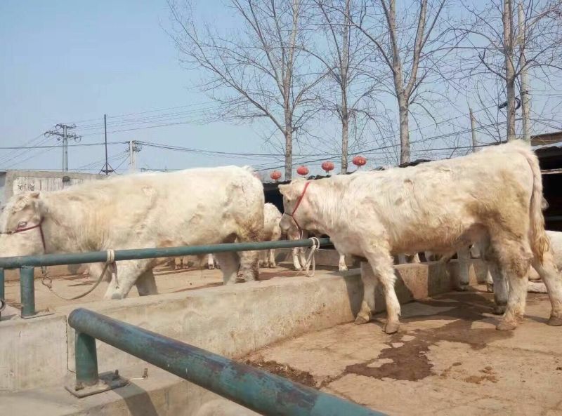 夏洛莱牛犊100~200kg
