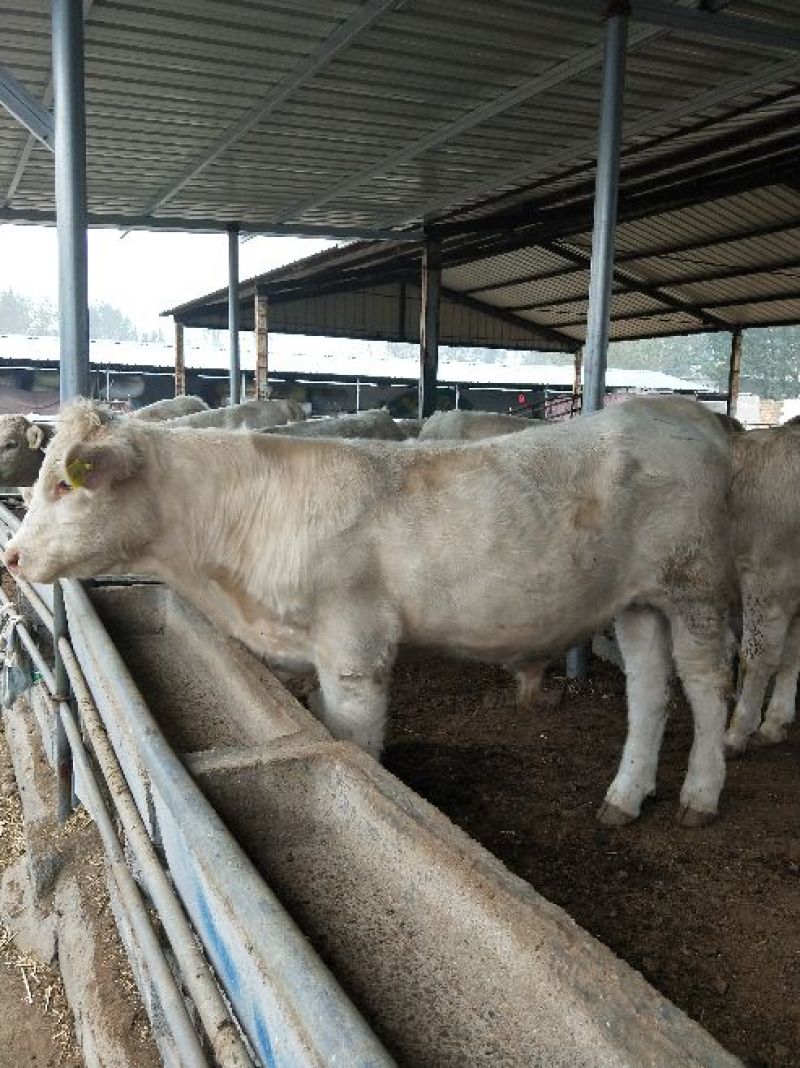 夏洛莱牛犊100~200kg