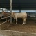 夏洛莱牛犊100~200kg