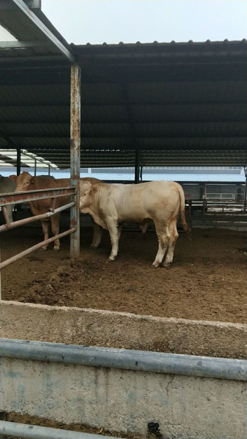 夏洛莱牛犊100~200kg