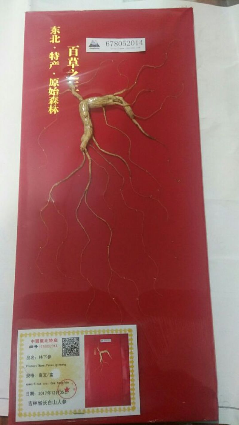 野山参干