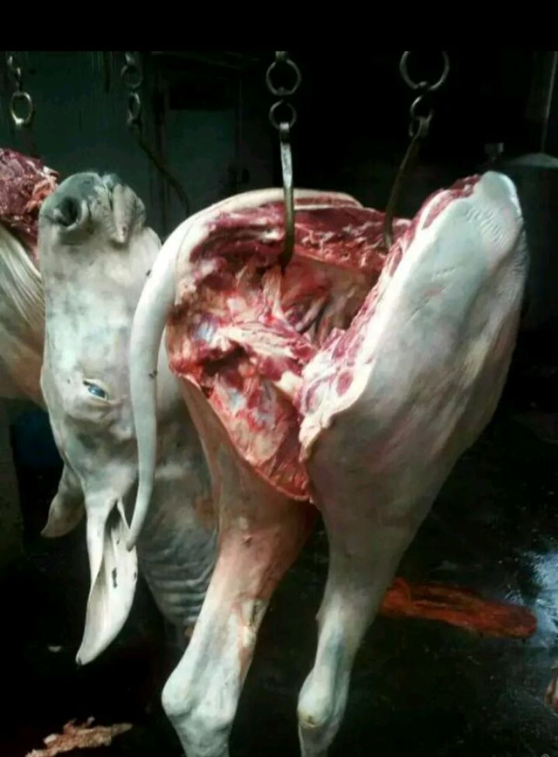 驴肉新鲜带皮驴肉6分体