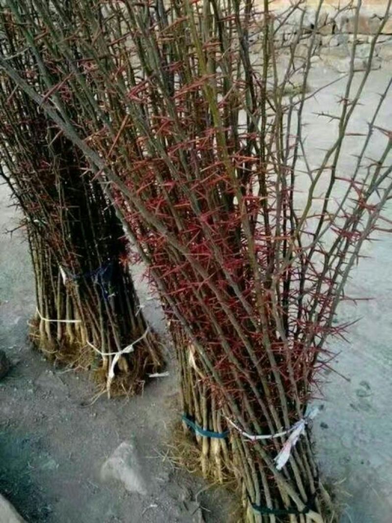 皂角树，皂角树苗，一年生及多年生树苗，诚信为本。