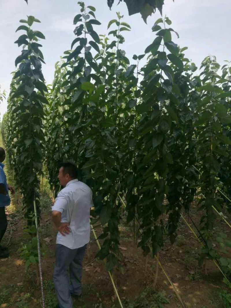 杜仲苗籽播80cm以上，1一4年生苗，多种规格。