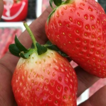 草莓苗10~20cm，各种品种，诚信为本。
