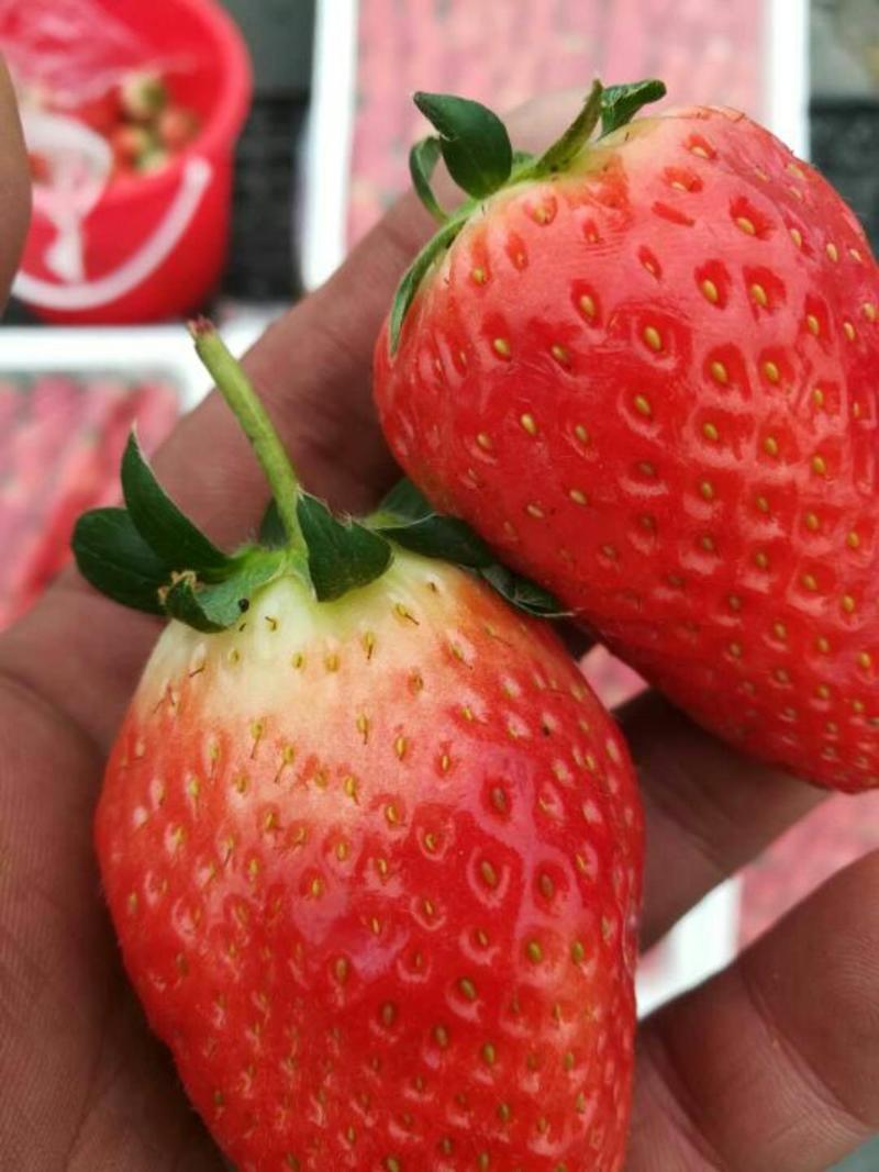草莓苗10~20cm，各种品种，诚信为本。