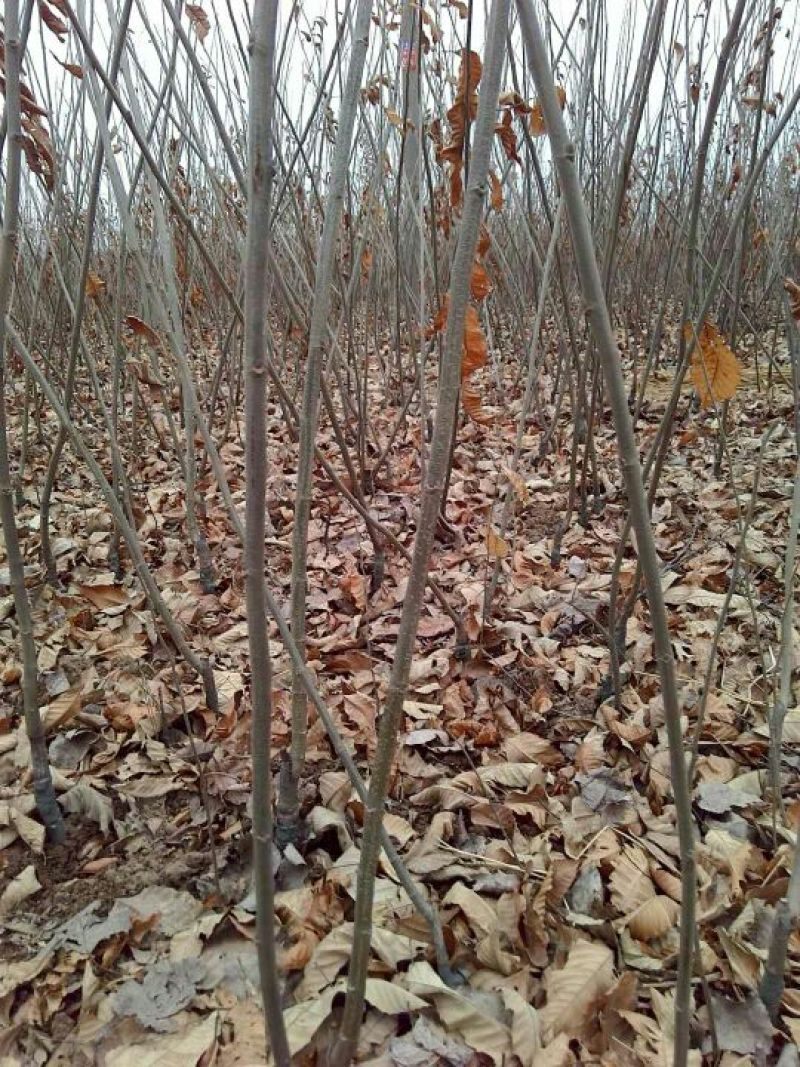 板栗树苗，1一多年生树苗，根系完好，成活率高，诚信为本