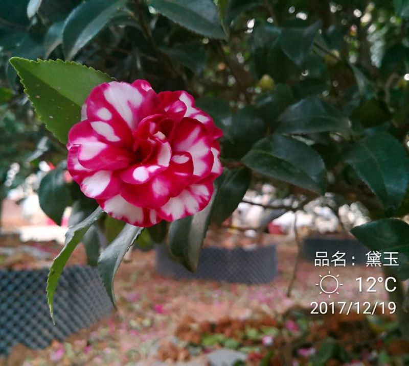茶梅10~12cm10~12cm3.5~4米